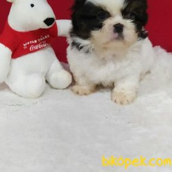Shih Tzu Orjinal Erkek Yavru 3