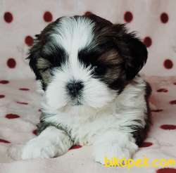 Shih-tzu Sevimli Ufacık Boyut Yavrular 1