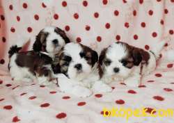 Shih-tzu Sevimli Ufacık Boyut Yavrular 3