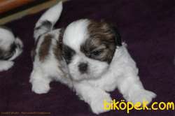 Shih Tzu Sitsu Kahve Beyaz Basık Surat Orjinal Saf Kan 2