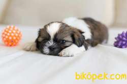 Shih Tzu Sitsu Kahve Beyaz Basık Surat Orjinal Saf Kan 1