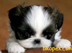 Shih Tzu Sitsu Kahve Beyaz Basık Surat Orjinal Saf Kan 3