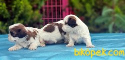 SHİH TZU YAVRU RESMİ ÜRETİCİDEN 4
