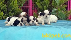 SHİH TZU YAVRU RESMİ ÜRETİCİDEN 2