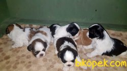 SHİH TZU YAVRU 4