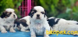 SHİH TZU YAVRU 2