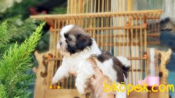 SHİH TZU YAVRU 4