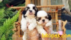 SHİH TZU YAVRU 5