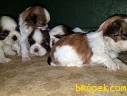 SHİH TZU YAVRU 5