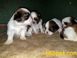 SHİH TZU YAVRU 4
