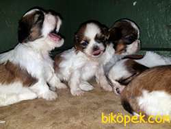 SHİH TZU YAVRU 1