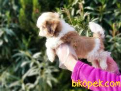 SHİH TZU YAVRU 5