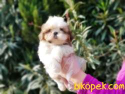 SHİH TZU YAVRU 3