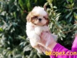 SHİH TZU YAVRU 2