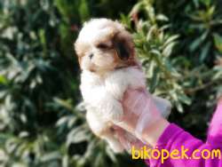 SHİH TZU YAVRU 4