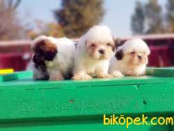 SHİH TZU YAVRU 4