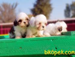 SHİH TZU YAVRU 5