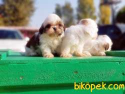 SHİH TZU YAVRU 1