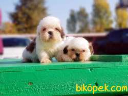 SHİH TZU YAVRU 3