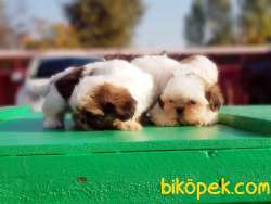 SHİH TZU YAVRU 2