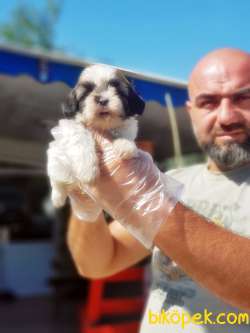 SHİH TZU YAVRU 4
