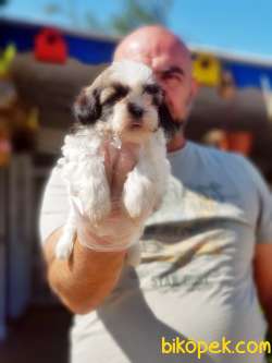 SHİH TZU YAVRU 1