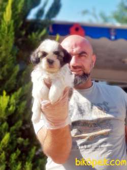 SHİH TZU YAVRU 5