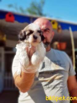 SHİH TZU YAVRU 2