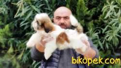 SHİH TZU YAVRU 4