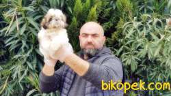 SHİH TZU YAVRU 5