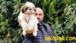 SHİH TZU YAVRU 3