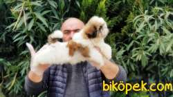 SHİH TZU YAVRU 2