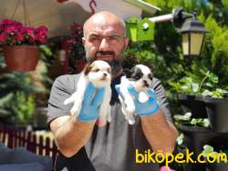 SHİH TZU YAVRU 3