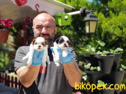 SHİH TZU YAVRU 5