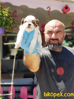 SHİH TZU YAVRU 2