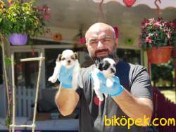 SHİH TZU YAVRU 4