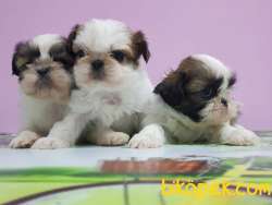 SHİH TZU YAVRU 2