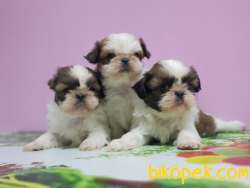 SHİH TZU YAVRU 1