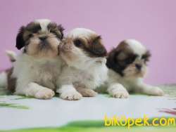 SHİH TZU YAVRU 3