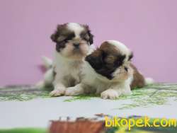 SHİH TZU YAVRU 5