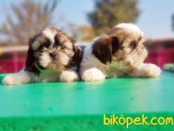 SHİH TZU YAVRU RESMİ ÜRETİCİDEN 3