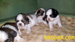 SHİH TZU YAVRULAR 4