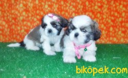 SHİH TZU YAVRULAR 5