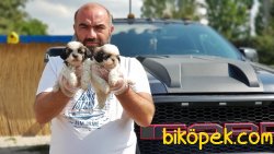 SHİH TZU YAVRULAR 3