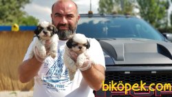 SHİH TZU YAVRULAR 4