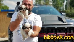 SHİH TZU YAVRULAR 2
