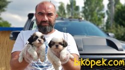 SHİH TZU YAVRULAR 5