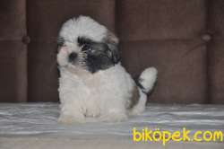 Shih Tzu Yavrular 4