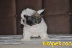 Shih Tzu Yavrular 1