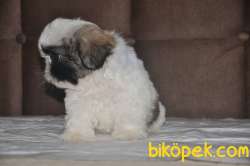 Shih Tzu Yavrular 3